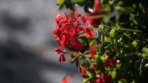 Pelargonia bluszczolistna (zwisająca): królowa balkonów | Jak o nią dbać?