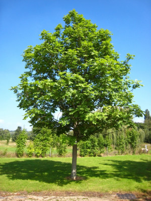 jesion wyniosły Fraxinus excelsior fot. Matthieu Sontag Wikimedia Common