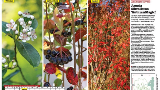 Atrakcyjne cały rok: Aronia śliwolistna 'Autumn Magic'