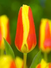 tulipan Stresa fot. iBulb