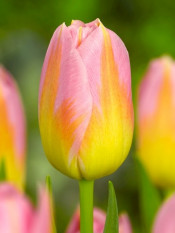 tulipan Tom Pouch fot. iBulb