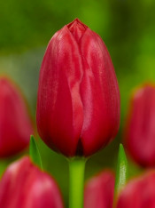 tulipan Unique de France fot. iBulb
