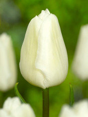 tulipan White Prince fot. iBulb