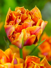 tulipan Willem van Oranje fot. iBulb