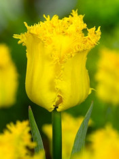 tulipan Yellow Valery fot. iBulb