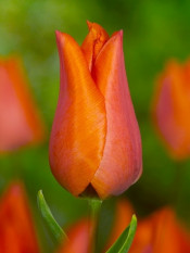 tulipan Yokohama Orange fot. iBulb