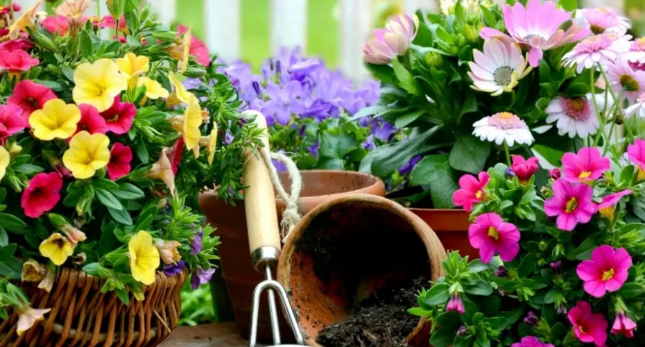 Kwiaty balkonowe: terminy siewu, sadzenia i kwitnienia | Kalendarz uprawy