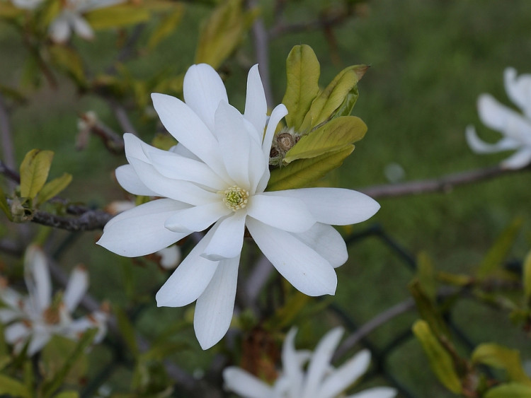 Magnolia gwiaździsta 'Royal Star'
