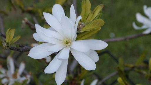 Magnolia gwiaździsta 'Royal Star'