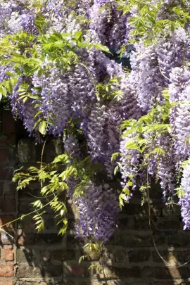 glicynia wisteria fot. ariesa66 - Pixabay.com