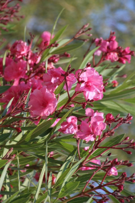 Oleander fot. Sabine Fenner - Pixabay.com