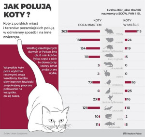 Jak polują i co jedza koty