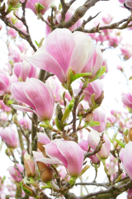 magnolia fot. Hans Braxmeier - Pixabay.com