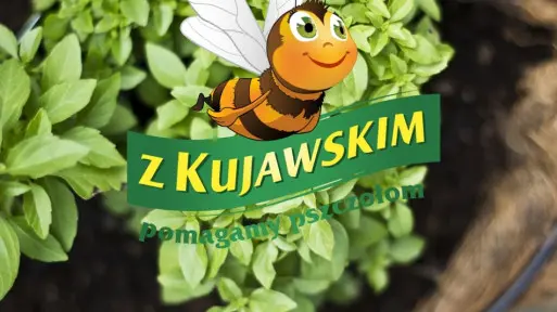 Ogródek ziołowy przyjazny pszczołom | 6 kroków do sukcesu!