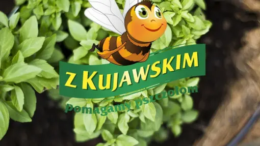 Ogródek ziołowy przyjazny pszczołom | 6 kroków do sukcesu!