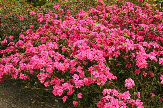 Rhododendron Rokoko fot. G. Falkowski