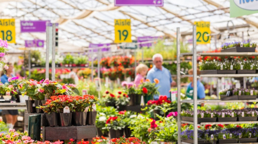 Czy warto kupować rośliny w supermarkecie? Ekspert radzi