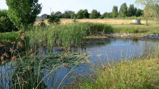 Ogród przyjazny dla ludzi, roślin i zwierząt | Reportaż ogrodowy