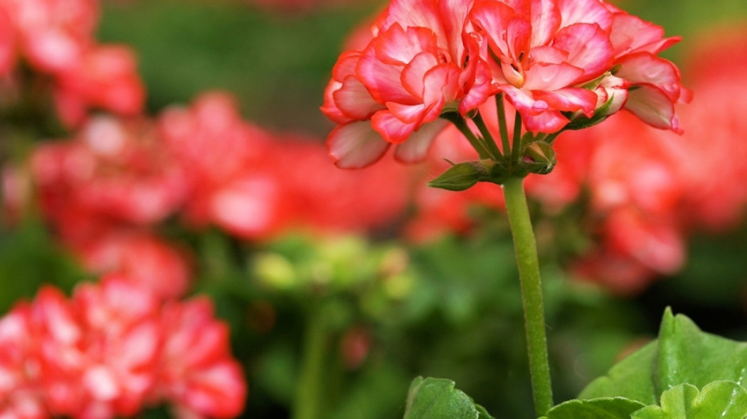 FILM: Pelargonia w skrzynce balkonowej