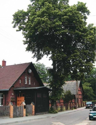 Stara lipa w sąsiedztwie leśniczówki