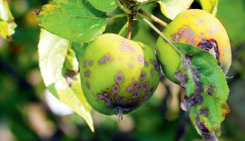 choroba parch jabłoni fot. fotoknips - Fotolia.com