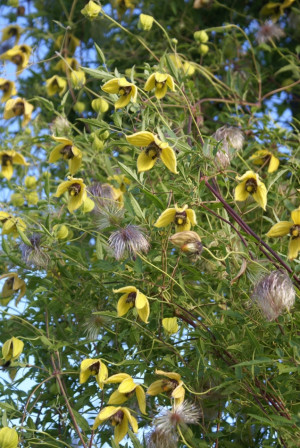 Clematis Bill MacKenzie fot. Grzegorz Falkowski ZSzP