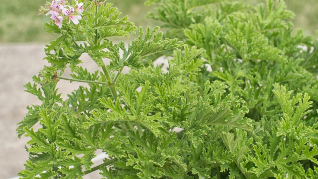 pelargonia pachnąca fot. DD Images - Fotolia.com