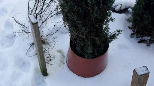 Sposoby na zapobieganie obsikiwaniu roślin przez psa: jak chronić przed moczem?