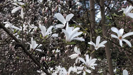Magnolia do małego ogródka: jaką wybrać?