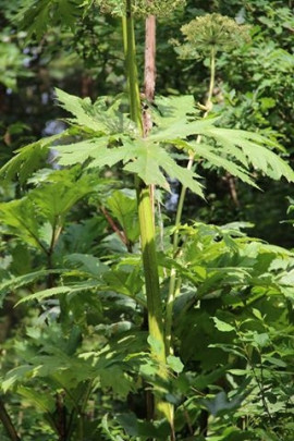 Barszcz Sosnowskiego Heracleum sosnowskyi fot. Paweł Romanowski