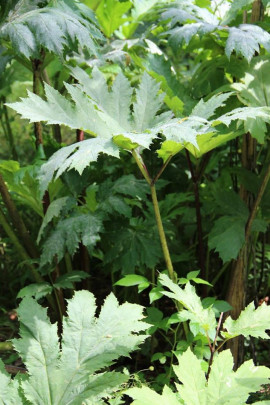 Barszcz Sosnowskiego Heracleum sosnowskyi fot. Paweł Romanowski