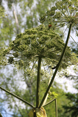 Barszcz Sosnowskiego Heracleum sosnowskyi fot. Paweł Romanowski