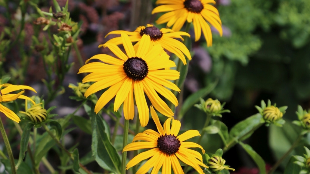 Rudbekia błyskotliwa 'Goldsturm', fot. Grzegorz Falkowski