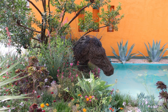 Beneath a Mexican Sky - Chelsea Flower Show 2017 - fot. Łukasz Skop