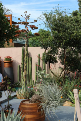 Beneath a Mexican Sky - Chelsea Flower Show 2017 - fot. Łukasz Skop