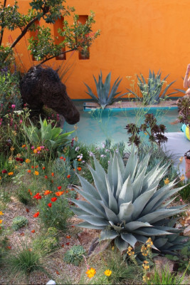 Beneath a Mexican Sky - Chelsea Flower Show 2017 - fot. Łukasz Skop