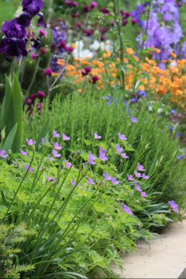 The Morgan Stanley Garden - Chelsea Flower Show 2017 - fot. Łukasz Skop