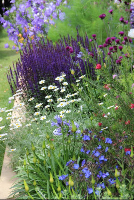 The Morgan Stanley Garden - Chelsea Flower Show 2017 - fot. Łukasz Skop