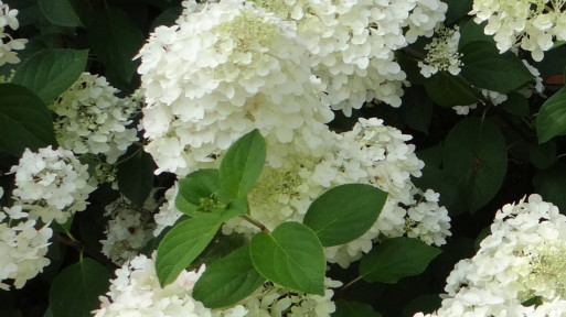 Hortensja bukietowa 'Silver Dolar'