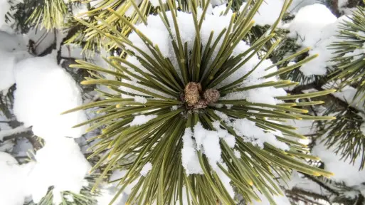 Podlej rośliny późną jesienią nim nadejdą mrozy!