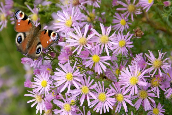 Aster krzaczasty (fot. iVerde)