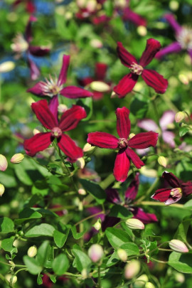 Clematis Sweet Summer Love Fot. Materiały Konkursu Roślin Nowości ZSzP