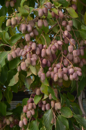 Aktinidia Purpurna Sadowa fot. Szczepan Marczyński CLEMATIS