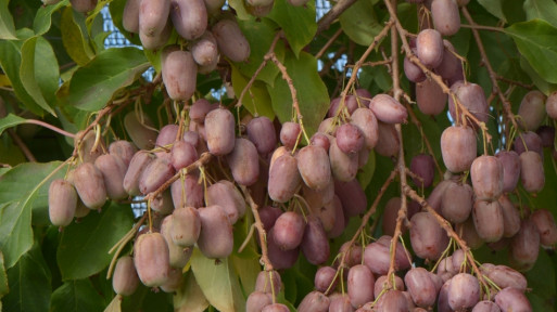 Aktinidia ostrolistna (Mini-Kiwi) 'Purpurna Sadowa'