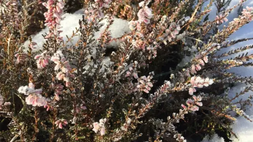 Zimowanie wrzosów | Jak je chronić przed mrozem?