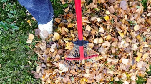 Są prawdziwym skarbem jesieni – każdy ogrodnik powinien wiedzieć, jak z nich korzystać