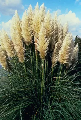 trawa ozdobna - kortaderia fot. iVerde