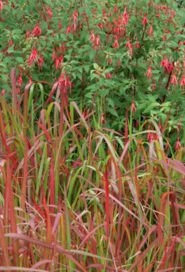 trawa ozdobna - imperata Red Baron fot. iVerde