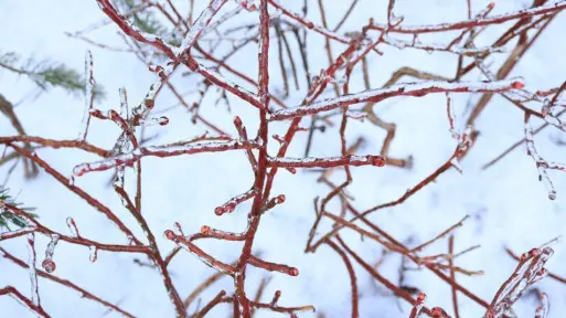 Zimowanie borówki amerykańskiej | Jak, kiedy i czym ją zabezpieczyć?