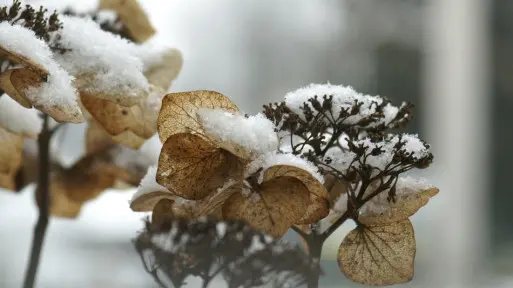Zimowanie hortensji | Sprawdź, jak ją zabezpieczyć przed mrozem!